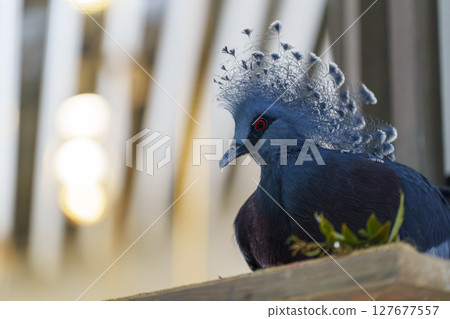 Portrait of a Victoria Crowned Pigeon with an elegant crest Portrait of a Victoria Crowned Pigeon with an elegant crest 127677557