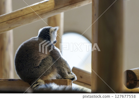 The back of a lemur standing in the light The back of a lemur standing in the light 127677558