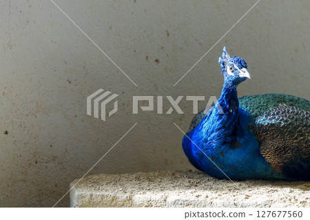 一隻印度孔雀站在陽光下 127677560