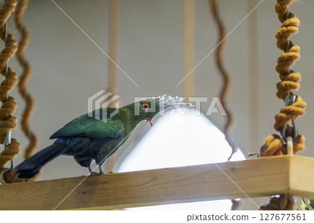 美麗的鳥棲息在樹上覓食 美麗的鳥棲息在樹上覓食 127677561