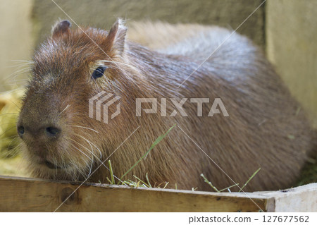 A close-up of a capybara relaxing in a wooden box A close-up of a capybara relaxing in a wooden box 127677562