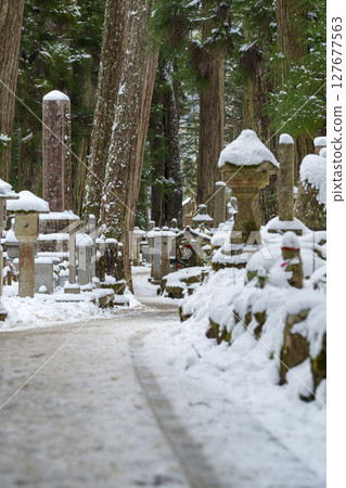 白雪皚皚的雪松和石燈籠 白雪皚皚的雪松和石燈籠 127677563