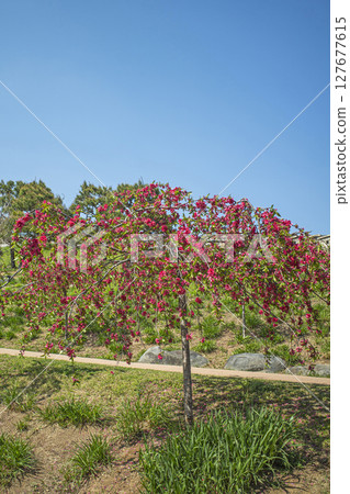 Red flowers blooming in the park - vertical Red flowers blooming in the park - vertical 127677615