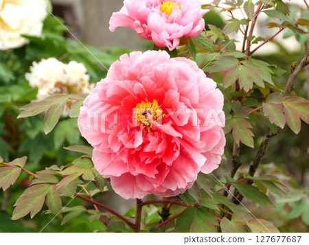 Beautiful pink peony 127677687