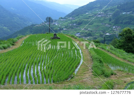 雨季的八英畝梯田（高知縣大豐田） 127677776