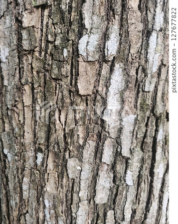 Close-Up of Textured Tree Bark with Natural Earth Tones and Patterns Close-Up of Textured Tree Bark with Natural Earth Tones and Patterns 127677822