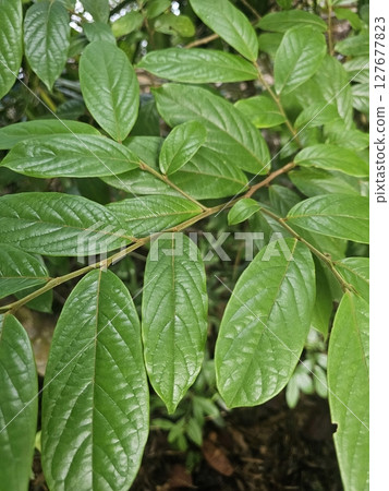 Lush Green Leaves with Rich Texture in Natural Outdoor Setting Lush Green Leaves with Rich Texture in Natural Outdoor Setting 127677823