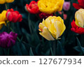 Tulips in bloom. 127677934