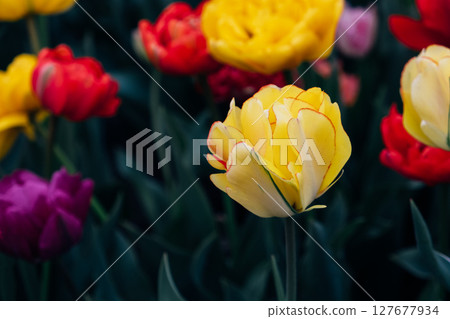 Tulips in bloom. Tulips in bloom. 127677934