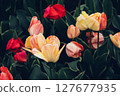 Blooming tulips. 127677935