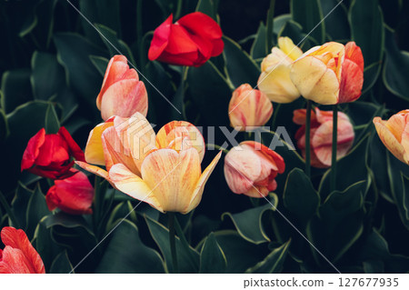Blooming tulips. Blooming tulips. 127677935