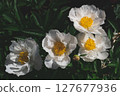 Peonies in bloom. 127677936