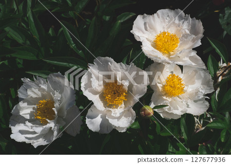 Peonies in bloom. Peonies in bloom. 127677936