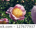 Peonies in bloom. 127677937