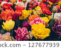 Blooming flowers. 127677939