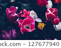Beautiful tulips. 127677940