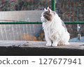 Longhaired cat. 127677941