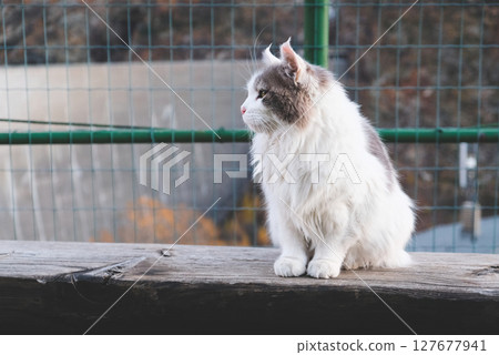 Longhaired cat. Longhaired cat. 127677941