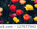 Blooming tulips. 127677942