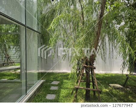 Serene Modern Outdoor Space with Willow Tree and Glass Architecture 127677947