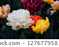 Tulips in bloom. 127677958