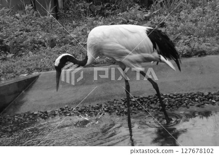 Asahiyama Zoo Tancho 127678102