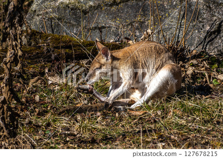 The agile wallaby, Macropus agilis also known as the sandy wallaby 127678215