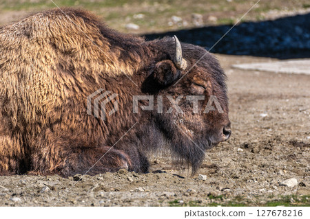 American buffalo known as bison, Bos bison in a german park American buffalo known as bison, Bos bison in a german park 127678216