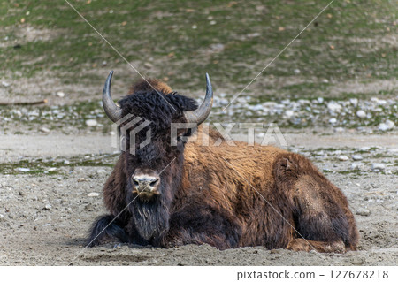American buffalo known as bison, Bos bison in a german park American buffalo known as bison, Bos bison in a german park 127678218