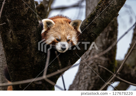 The red panda, Ailurus fulgens, also called the lesser panda. 127678220