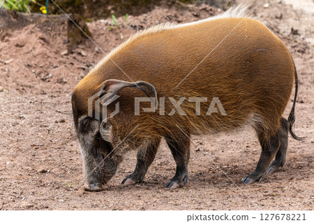 Red river hog, Potamochoerus porcus, also known as the bush pig. 127678221