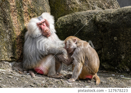 Hamadryas baboon, papio hamadryas, sitting together and grooming each other. Hamadryas baboon, papio hamadryas, sitting together and grooming each other. 127678223