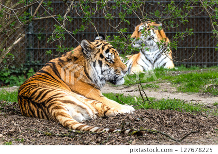 The Siberian tiger,Panthera tigris altaica in a park 127678225