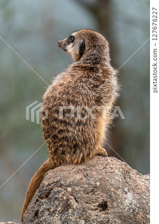 Meerkat, Suricata suricatta sitting on a stone and looking into the distance Meerkat, Suricata suricatta sitting on a stone and looking into the distance 127678227