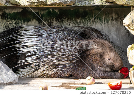 Indian crested Porcupine, Hystrix indica in a german nature park 127678230