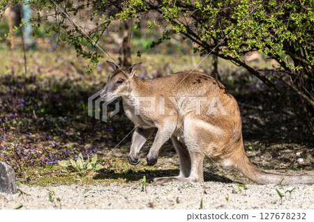The agile wallaby, Macropus agilis also known as the sandy wallaby 127678232