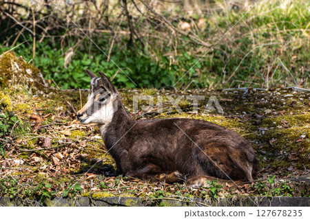 Apennine chamois, Rupicapra pyrenaica ornata, is living in Italy and Spain Apennine chamois, Rupicapra pyrenaica ornata, is living in Italy and Spain 127678235