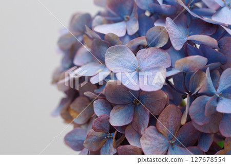 一朵繡球花和綠葉的簡單背景 127678554