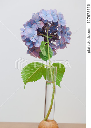 一朵繡球花和綠葉的簡單背景 127678556