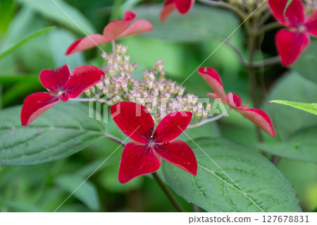 紅色繡球花 127678831