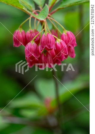 紅色吊鐘花 紅色吊鐘花 127678842