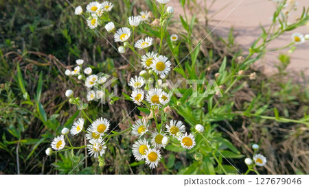 White flowers in the grass 127679046