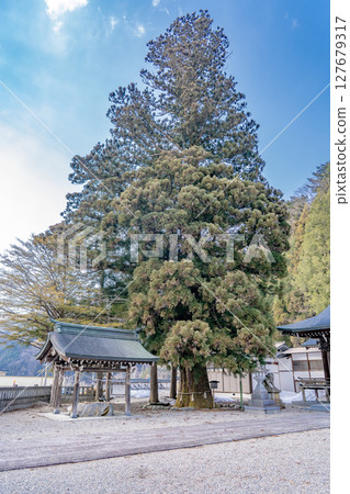 Murakami Shrine, the guardian shrine of the Okuhida Onsen area, with a sacred large cedar tree (a natural monument) 600 years old, Murakami, Okuhida Onsen area, Takayama city, Gifu prefecture 127679317