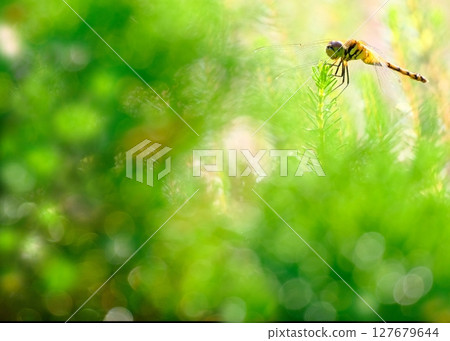 Dragonfly and bokeh balls standing out against the greenery Dragonfly and bokeh balls standing out against the greenery 127679644