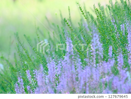 A refreshing landscape of blooming heather and greenery 127679645