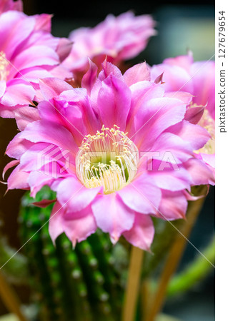 Cactus flower 127679654