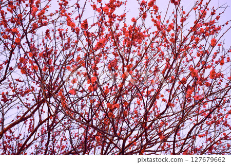 夕陽照亮的紅梅 127679662