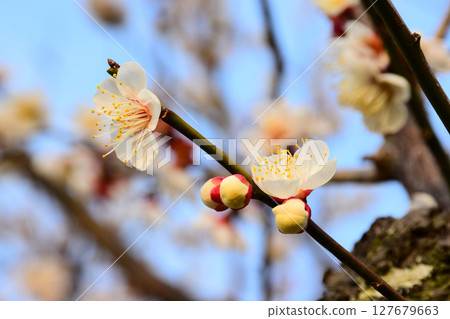 梅花開始綻放 梅花開始綻放 127679663