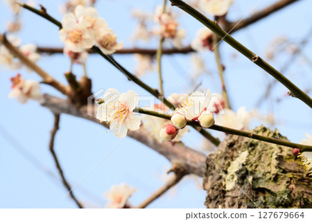 梅花開始綻放 127679664