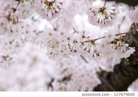 櫻桃樹 櫻桃樹 127679680